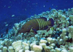 Datacraft Sozaijiten - 035 Corals and Marine Creatures (200xHQ) 1LIRU0AG
