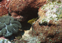 Datacraft Sozaijiten - 035 Corals and Marine Creatures (200xHQ) ADpyHDOq