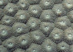 Datacraft Sozaijiten - 035 Corals and Marine Creatures (200xHQ) EEw0KMW8