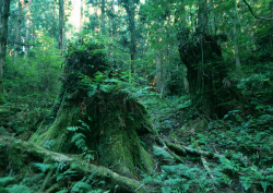 Datacraft Sozaijiten - 134 Forests & Light Falling Through Trees (200xHQ) Fm80Oqr5