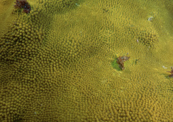 Datacraft Sozaijiten - 035 Corals and Marine Creatures (200xHQ) GkGfya6D