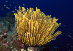 Datacraft Sozaijiten - 035 Corals and Marine Creatures (200xHQ) HKdHcxrz