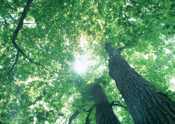 Datacraft Sozaijiten - 134 Forests & Light Falling Through Trees (200xHQ) OssTukzk