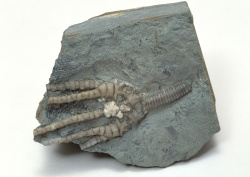 Datacraft Sozaijiten - 011 Fossils (200xHQ) PxNkTX70