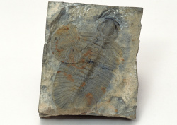 Datacraft Sozaijiten - 011 Fossils (200xHQ) U0R5CZaY