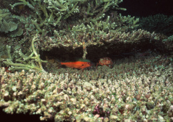 Datacraft Sozaijiten - 035 Corals and Marine Creatures (200xHQ) VWGyW4o6