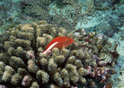 Datacraft Sozaijiten - 035 Corals and Marine Creatures (200xHQ) WHkL5u4l