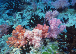 Datacraft Sozaijiten - 035 Corals and Marine Creatures (200xHQ) ZAeWGOox