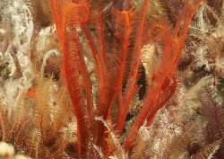 Datacraft Sozaijiten - 035 Corals and Marine Creatures (200xHQ) HySIjB0P