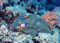 Datacraft Sozaijiten - 035 Corals and Marine Creatures (200xHQ) UuwxiCzU