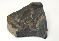 Datacraft Sozaijiten - 011 Fossils (200xHQ) UuxALYwU
