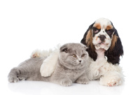 Кошки и собаки на белом фоне (Cat, dog) WbHwcPRF