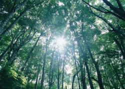 Datacraft Sozaijiten - 134 Forests & Light Falling Through Trees (200xHQ) XpOqNg9H