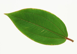 Datacraft Sozaijiten - 013 Leaves and Leaf Veins (200xHQ) YiFVLiiz